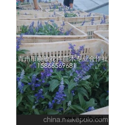 供應宿根花卉薰衣草 供應青州草花價格