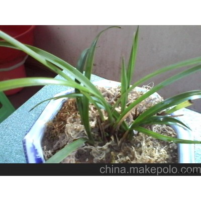 貴州梵山蘭（銅仁春）