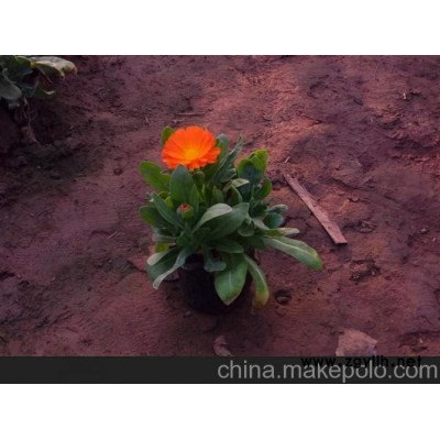 草花，四季草花，綠化苗木