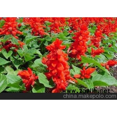 句容草花供應 海門草花批發（高清圖）