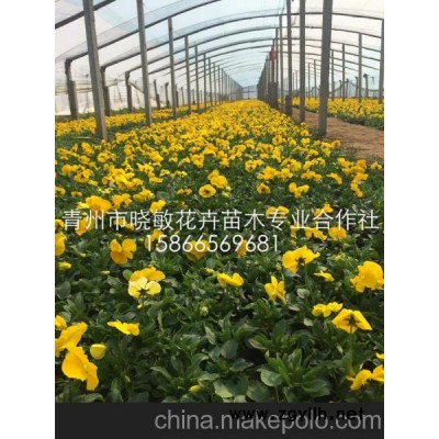 青州草花三色堇 三色堇 三色堇批發