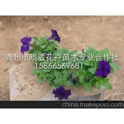 青州草花 矮牽牛 垂吊牽牛
