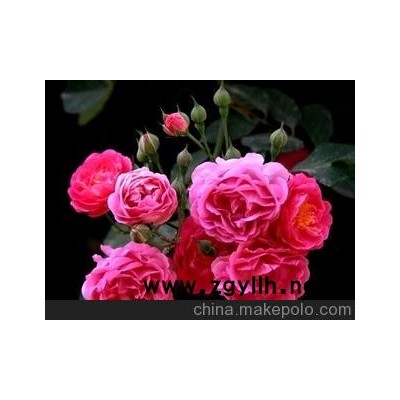 常年供應 各種草花 大月季