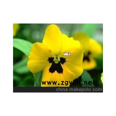 三色堇 草花三色堇