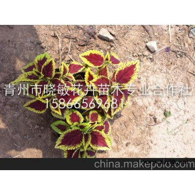 供應(yīng)草花孔雀草批發(fā)基地