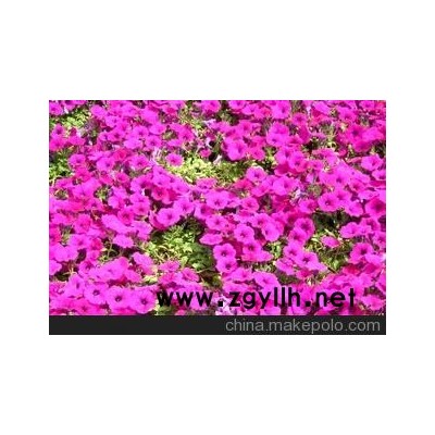 優質 草花系列 矮牽牛