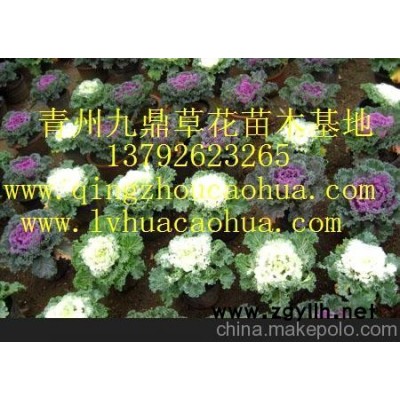 石家莊草花批發(fā)基地 石家莊草花種植基地