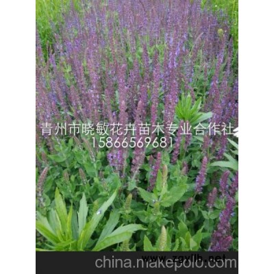 供應(yīng)宿根花卉薰衣草 供應(yīng)鼠尾草價格 供應(yīng)宿根花卉