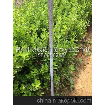 供應小葉黃楊價格 北海道黃楊價格