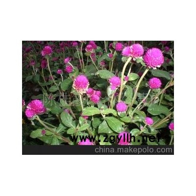 優(yōu)質草花 千日紅 四季海棠 太陽花