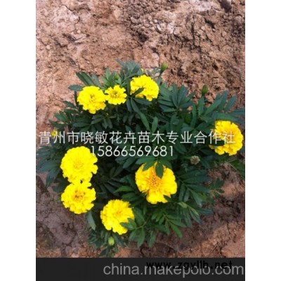 供應(yīng)綠化草花孔雀草價格