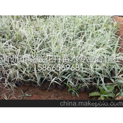供應(yīng)山東玉帶草批發(fā)價格
