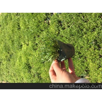 山東時令草花價格 青州時令草花價格