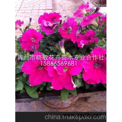 青州草花 矮牽牛 垂吊牽牛 草花品種