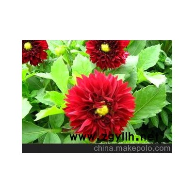 青州雞冠花、青島雞冠花、城陽草花雞冠花