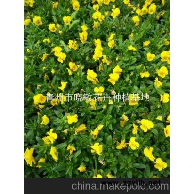 山東草花角瑾批發(fā)價格 角瑾種植基地