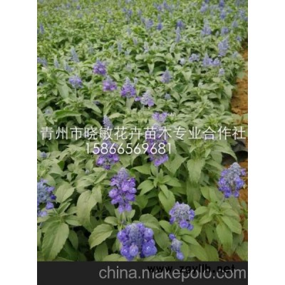 供應宿根花卉薰衣草 供應鼠尾草價格