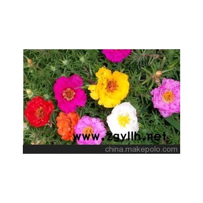 草花系列 太陽花