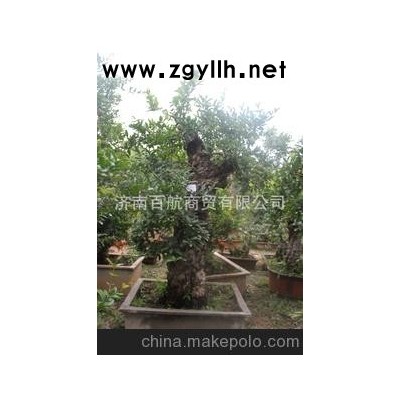 冠世榴園石榴盆景 石榴園林樹 石榴樹 盆景批發藝術收藏