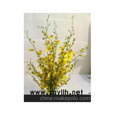 云南花卉批發/跳舞蘭/文心蘭