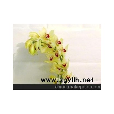 云南花卉批發/大花蕙蘭