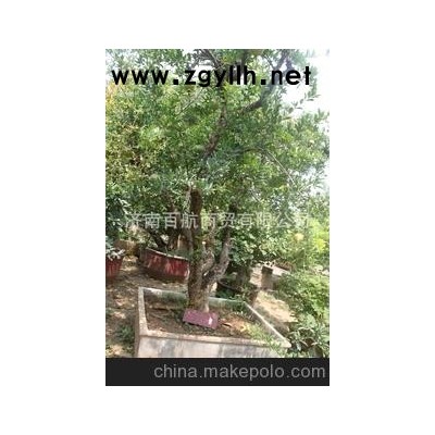 冠世榴園石榴盆景 石榴園林樹 石榴樹 盆景批發百年古樁