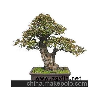 供應出口韓國盆景，美國盆景、日本盆景，大型樹樁盆景