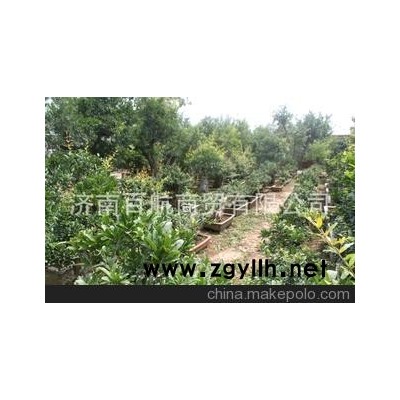 冠世榴園石榴盆景 石榴園林樹 石榴樹 盆景批發送禮用