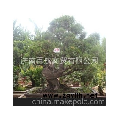 冠世榴園石榴盆景 石榴園林樹 月季石榴樹 盆景批發