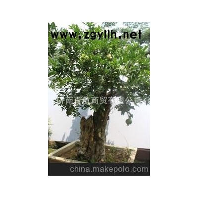 冠世榴園石榴盆景 石榴園林樹 石榴樹 盆景批發大馬牙石榴