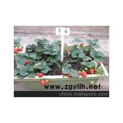 開心農(nóng)場--陽臺小農(nóng)場 盆景蔬菜 觀賞蔬菜 蔬菜盆景