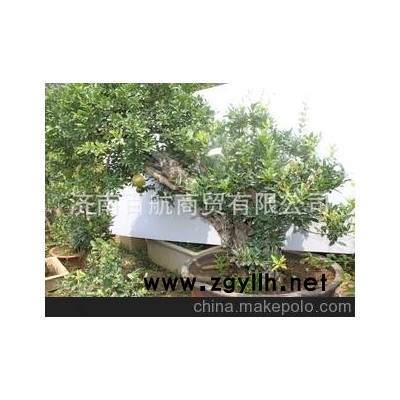 冠世榴園石榴盆景 石榴園林樹 石榴樹 盆景批發批量批發