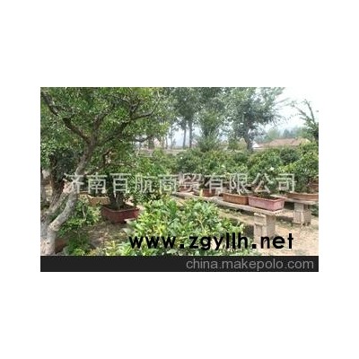 冠世榴園石榴盆景 石榴園林樹 石榴樹 山東盆景協會盆景批發