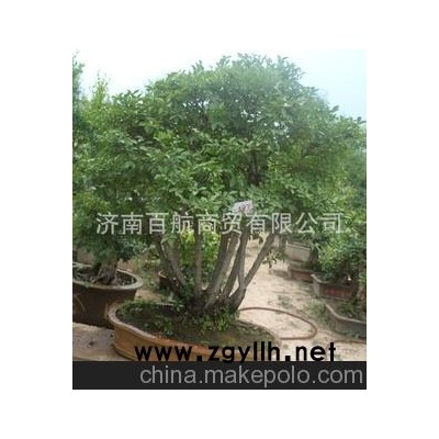 盆栽冠世榴園石榴盆景 石榴園林樹 石榴樹 盆景批發