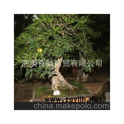 棗莊榴園石榴盆景 石榴園林樹 石榴樹 盆景批發