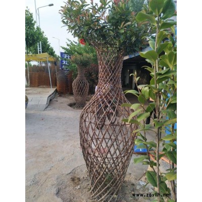 方城縣開遠(yuǎn)園藝紫薇花瓶成品