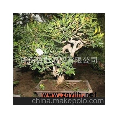 嶧城冠世榴園石榴盆景 石榴園林樹 石榴樹 盆景批發