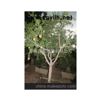 山東特產冠世榴園石榴盆景 石榴園林樹 石榴樹 盆景批發