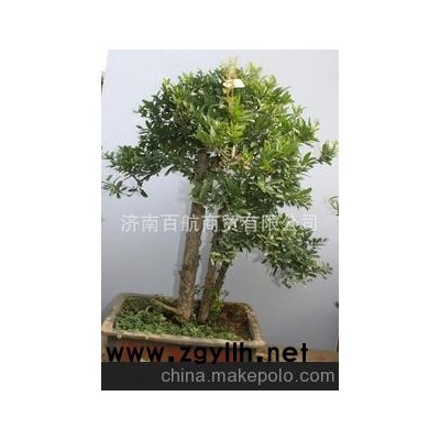 冠世榴園石榴盆景 石榴園林樹 石榴樹 盆景批發松樹盆景