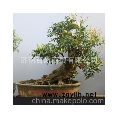 冠世榴園石榴盆景 石榴園林樹 石榴樹 盆景批發 月季石榴