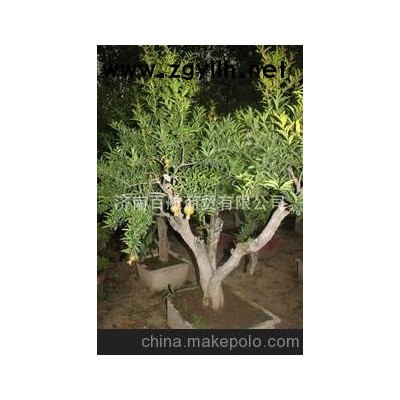 冠世榴園石榴盆景 石榴園林樹 石榴樹 石榴木