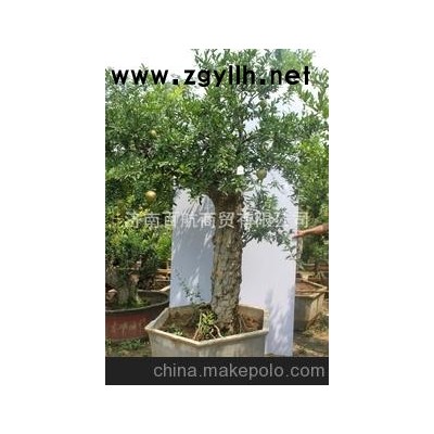 冠世榴園石榴盆景 石榴園林樹 石榴樹 盆景批發零售