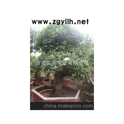 冠世榴園石榴盆景 石榴園林樹 石榴樹 盆景批發花石榴