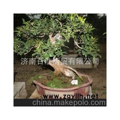 萬畝榴園石榴盆景 石榴園林樹 石榴樹 盆景批發