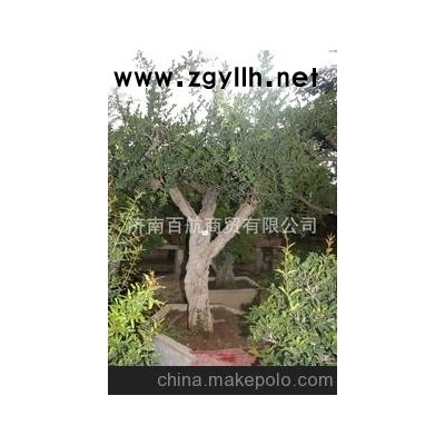 冠世榴園石榴盆景 石榴園林樹 石榴木 盆景批發