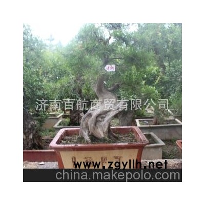 冠世榴園石榴盆景 石榴園林樹 石榴樹 盆景生產