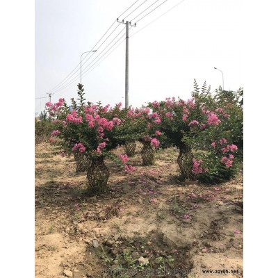 方城縣開遠(yuǎn)園藝桂花花瓶成品