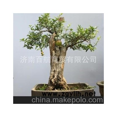 冠世榴園石榴盆景 石榴園林樹 石榴樹 盆景批發結果石榴樹