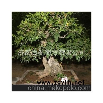 山東冠世榴園石榴盆景 石榴園林樹 石榴樹 盆景批發