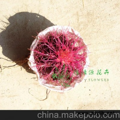 批發室內植物防輻射植物小盆栽仙人球（A100）美琥（紫色）整箱